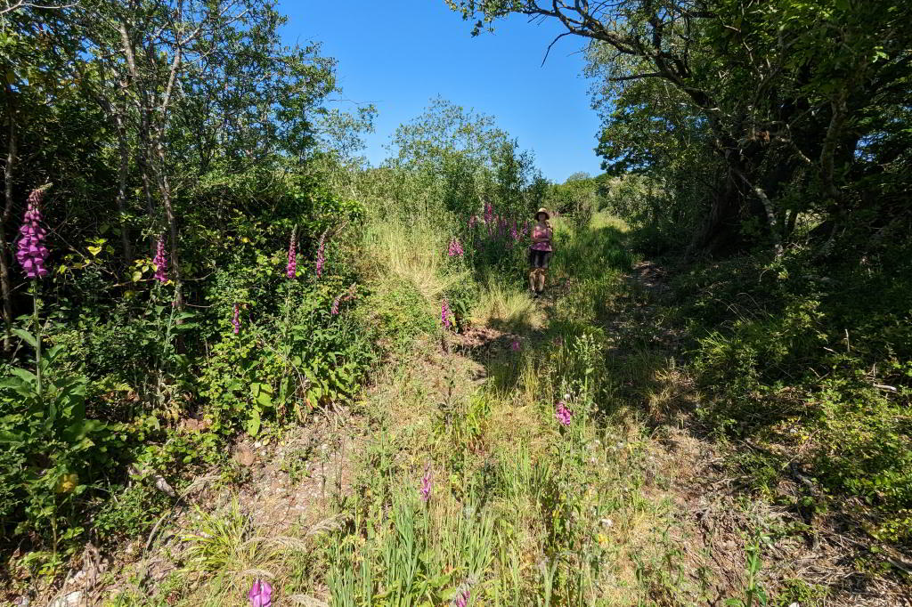 Foxgloves