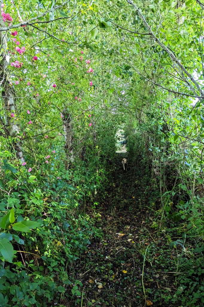 Tree tunnel