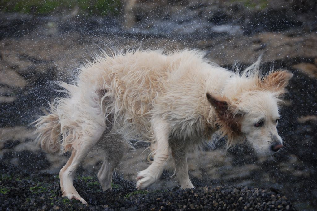 A wet dog